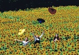 ひまわり畑の間に3名の人が並んで立っており、帽子を上に投げて記念撮影をしている写真