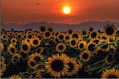 満開になったひまわりの花がずらりと並び、背景には夕日が沈んでいく様子の写真