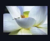 白色の蓮の花びらの先に虫がとまっている写真