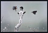 雪のついた枝先に2羽の小鳥がとまろうとしている写真