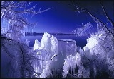 たくさんの氷柱がついている枝先と、枝先の向こう側に湖沼が広がっている写真