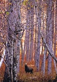 背の高い木が多く伸びた場所にシカがこちらを向いて佇んでいる写真