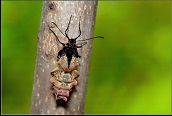 木の幹にとまったさなぎから黒色の昆虫が出てきた様子の写真