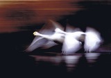 湖面から2羽の白鳥が飛び立っていく様子を撮った写真