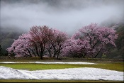 立ち並ぶ桜の木と、木の奥に広がる山の斜面に、深い朝もやが立ち込めている写真