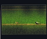 あぜ道のような場所を2匹の動物が渡っていく様子を撮った写真