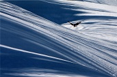 一面に雪が積もり、緩やかな傾斜がついた大地の上を翼を広げた鳥が飛んでいる様子の写真