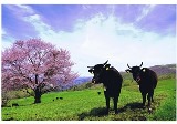 満開になった桜の木が1本立っている草原に2頭の牛がカメラの方を向いて並んでいる写真