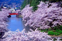 お堀に囲まれた満開の桜が広がり、奥には赤い橋が見える松が岬公園の景観写真