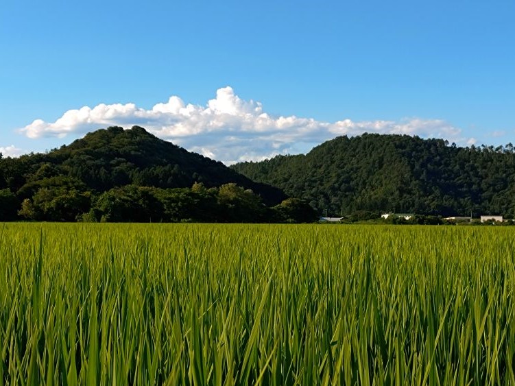 田んぼの写真