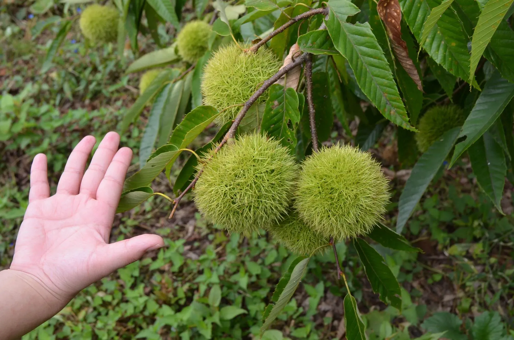 手と栗の実の大きさ比較
