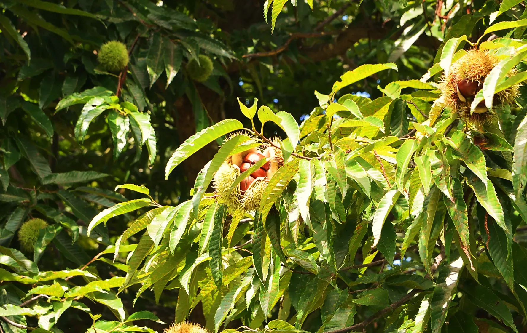 今にも木から落ちそうな完熟した栗の実