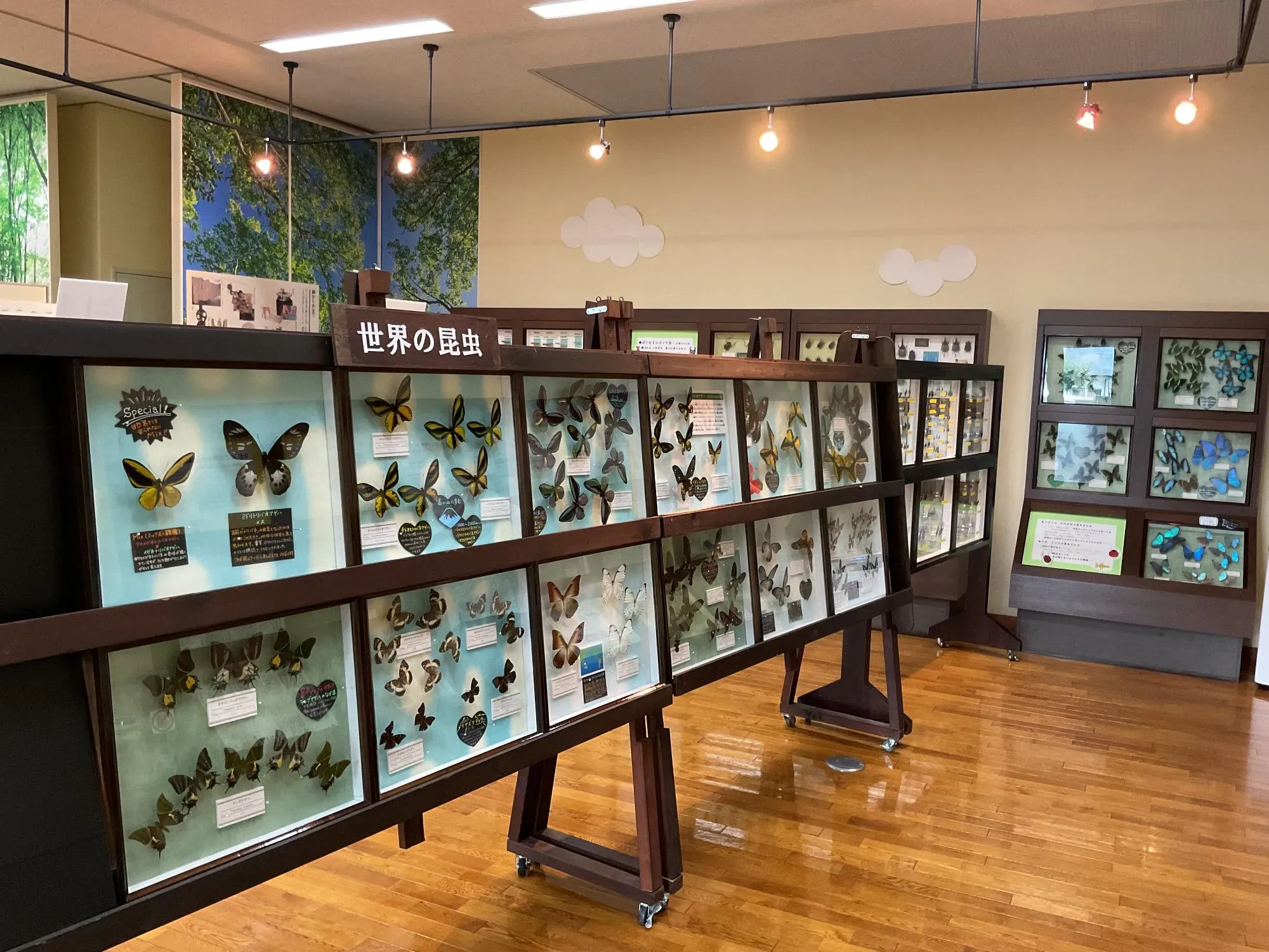 蝶の標本の写真