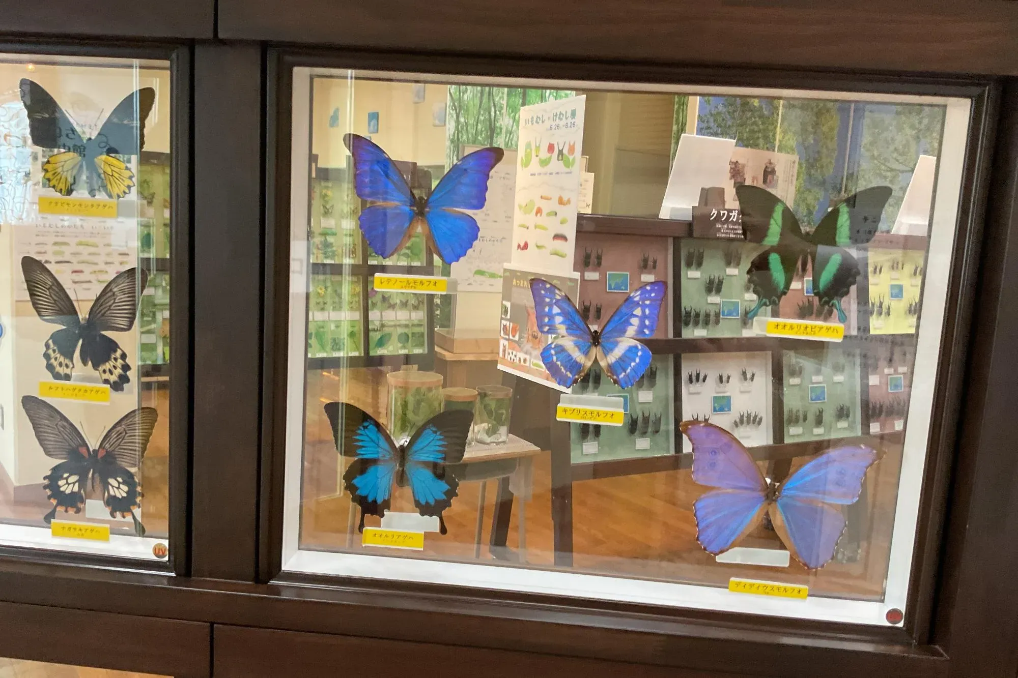 透明なケースに入れられた蝶の標本
