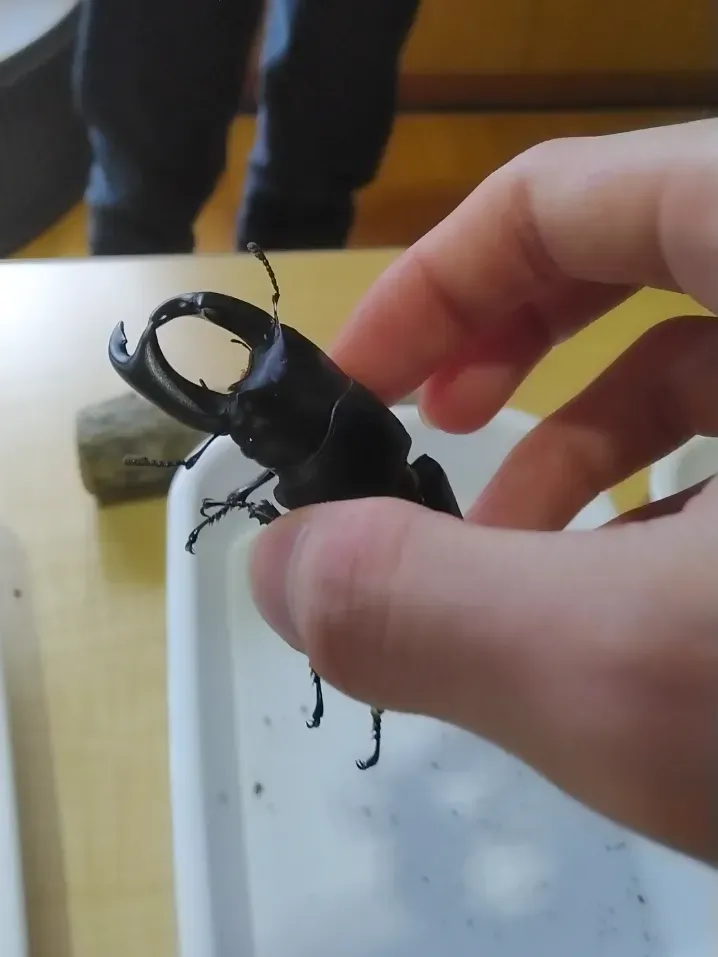 ホペイオオクワガタを手でつかんでいる写真