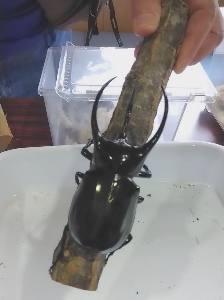 コーカサスオオカブトの写真