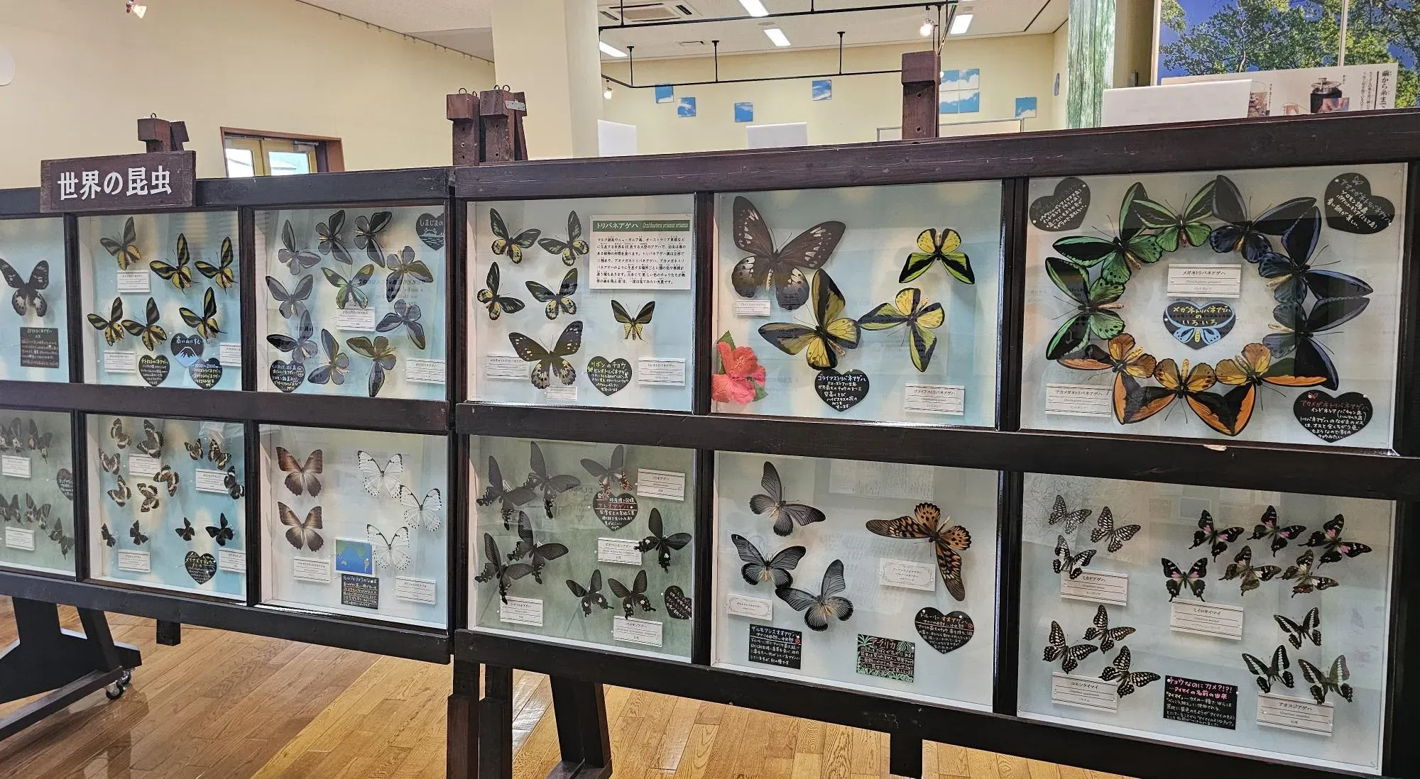 蝶の標本が12枠ならぶ写真