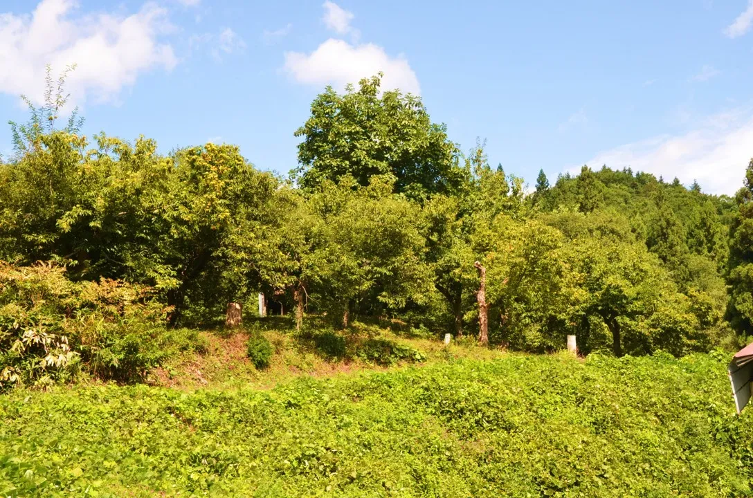 「麦わら帽子」の敷地の一画