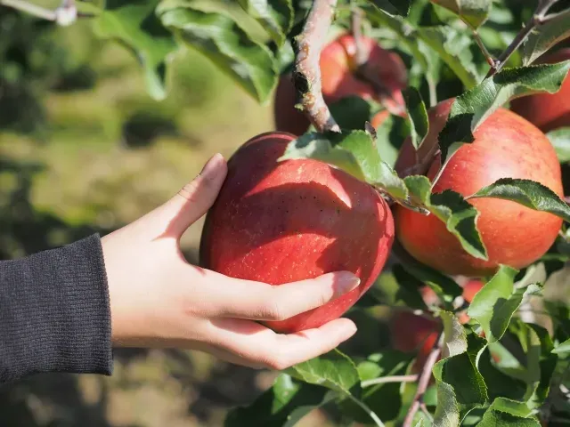 りんごを収穫するこどもの手の画像