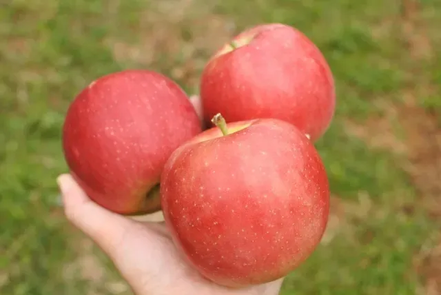 手で持たれた3つのりんごの画像