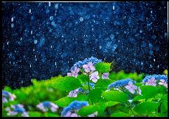 花398恵みの雨