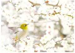 自然650春ほころぶ