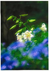 文化賞＿荘厳と奥ゆかし