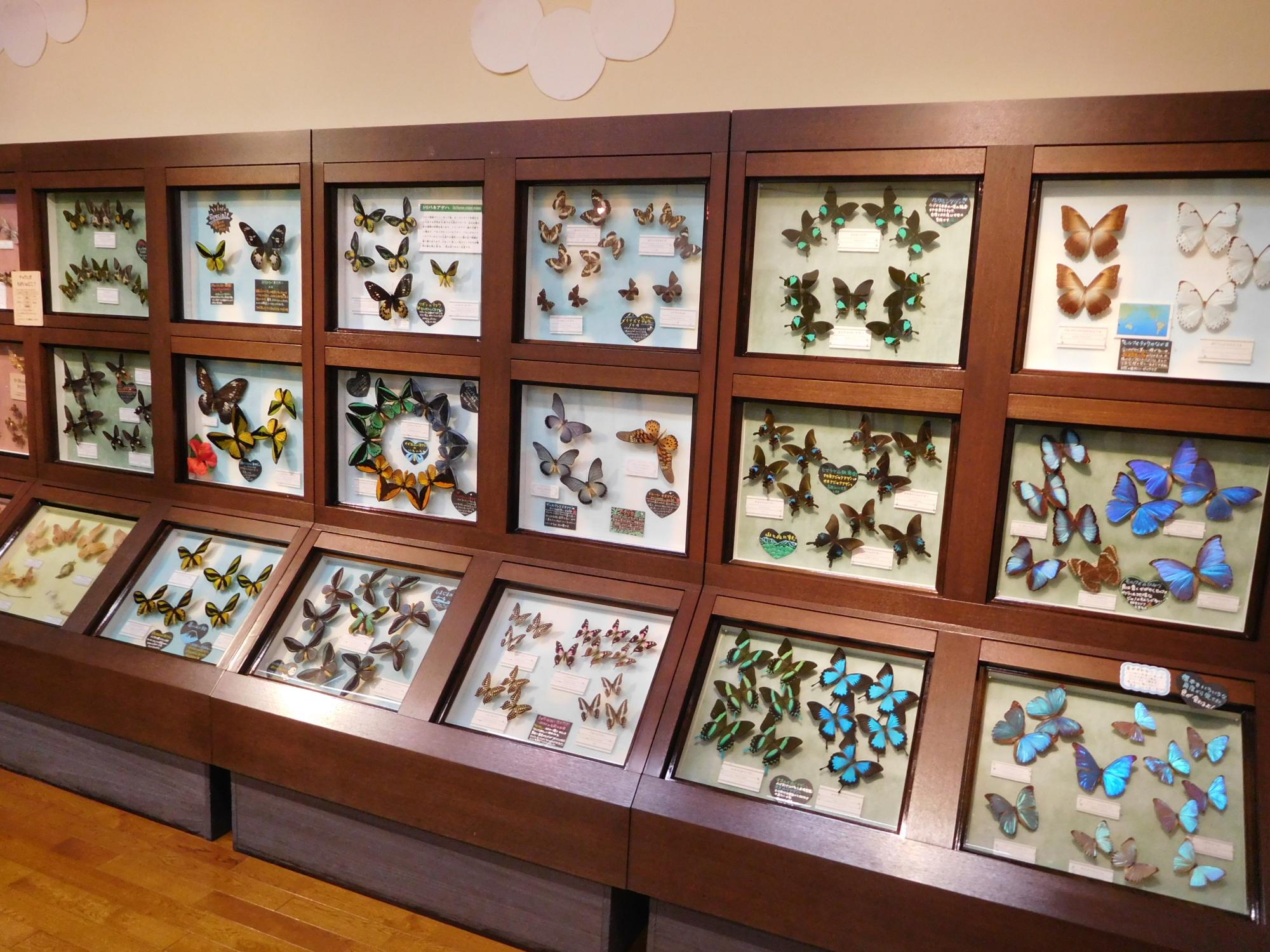 米沢昆虫館_展示の様子